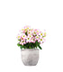 Rosa del deserto rosa | Adenium