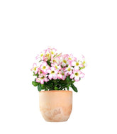Rosa del deserto rosa | Adenium