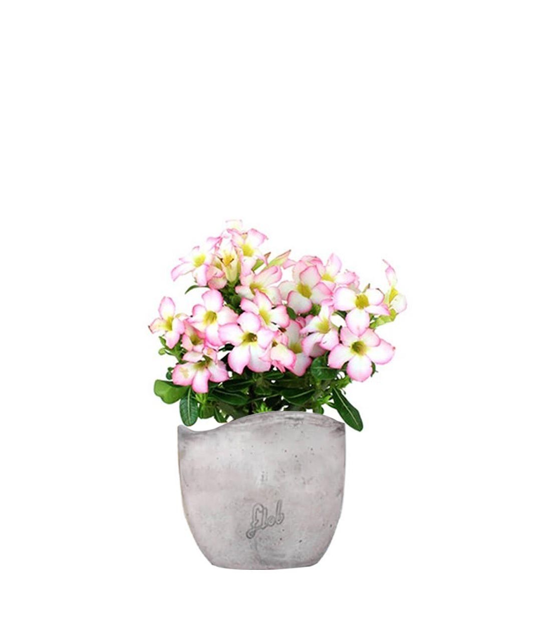 Rosa del deserto rosa | Adenium