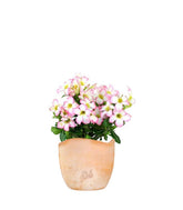 Rosa del deserto rosa | Adenium