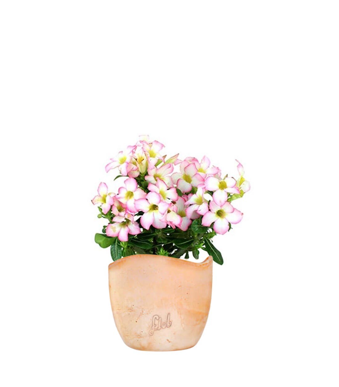 Rosa del deserto rosa | Adenium