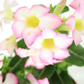 Rosa del deserto rosa | Adenium
