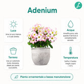Rosa del deserto rosa | Adenium