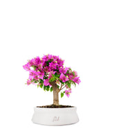 Bougainvillea
