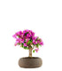 Bougainvillea