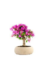 Bougainvillea