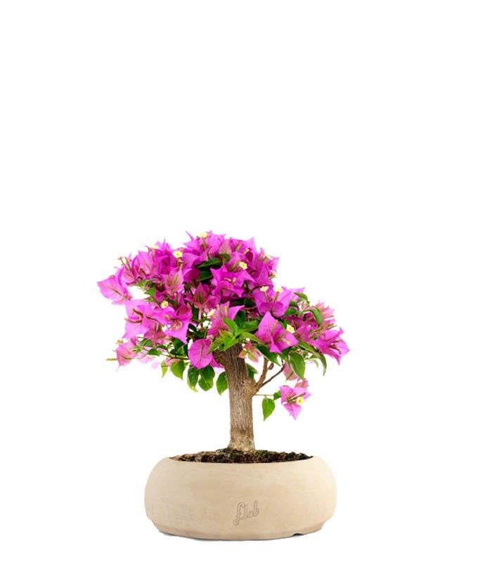 Bougainvillea