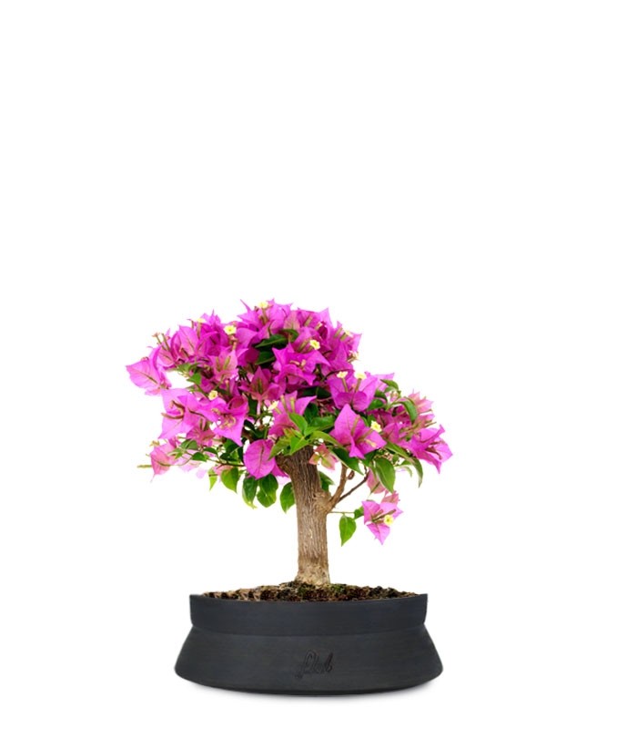 Bougainvillea