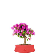 Bougainvillea