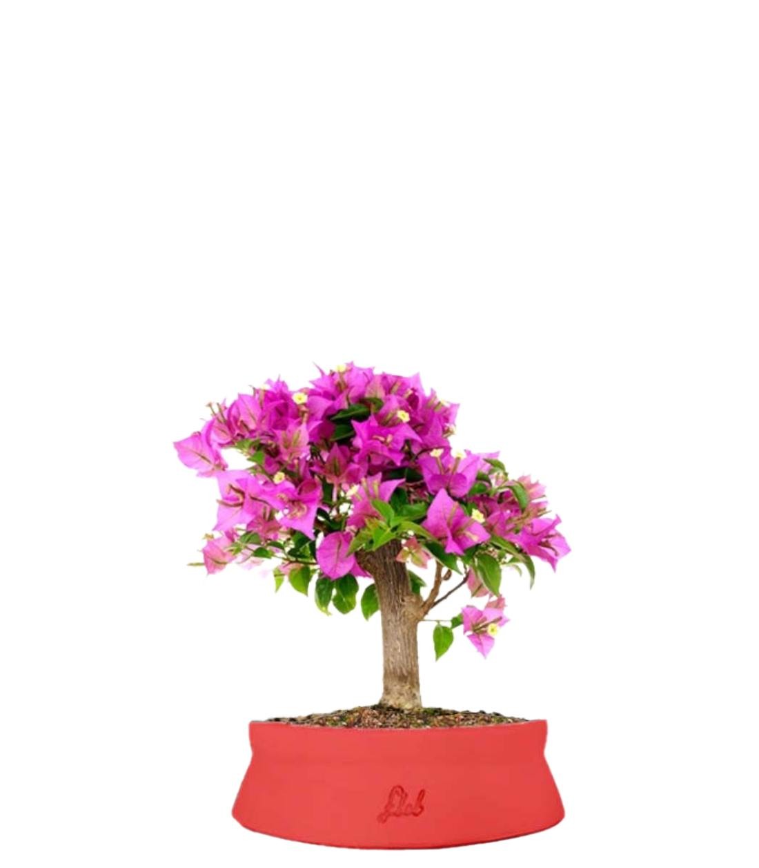 Bougainvillea