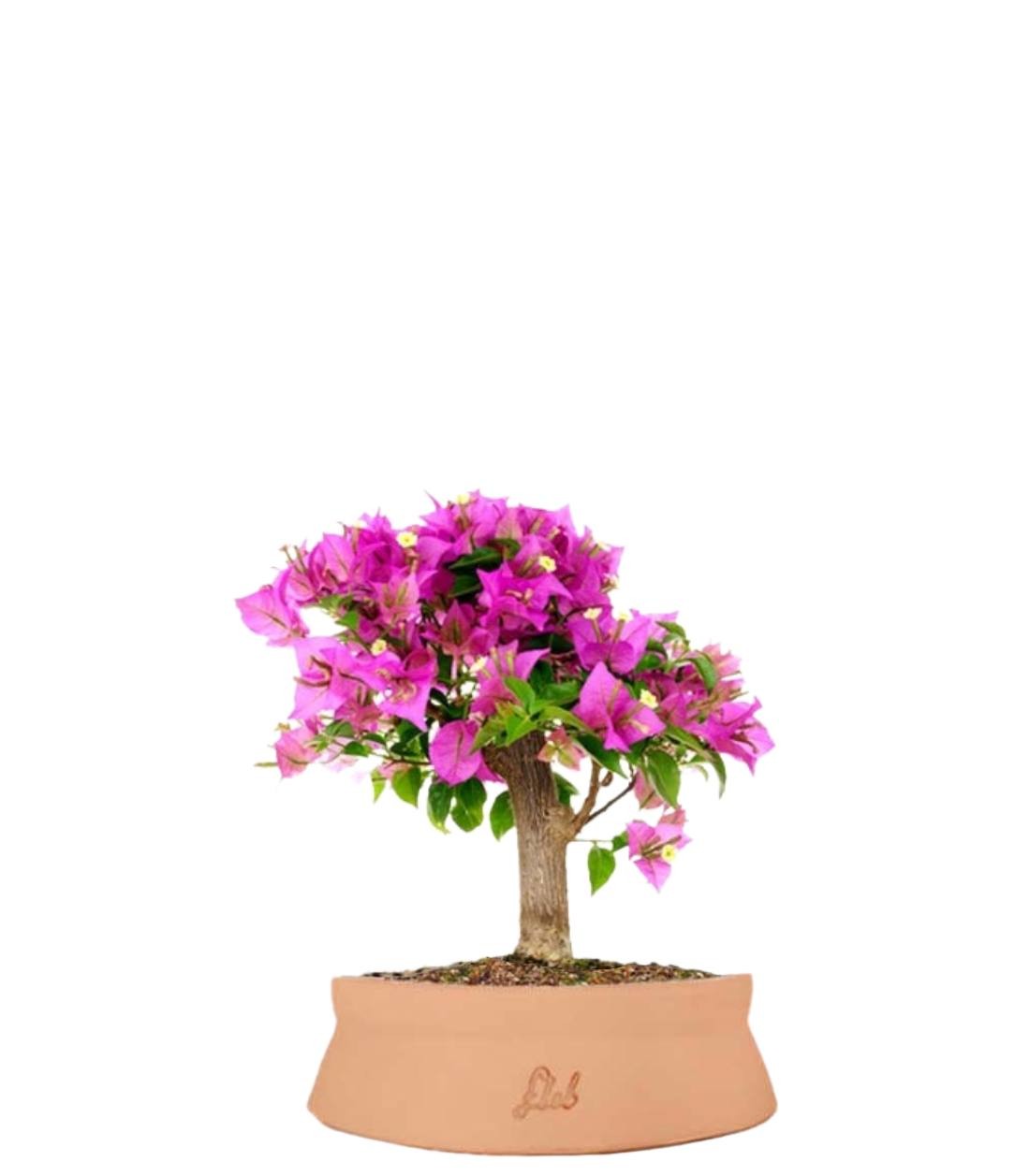 Bougainvillea