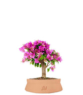 Bougainvillea