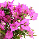 Bougainvillea