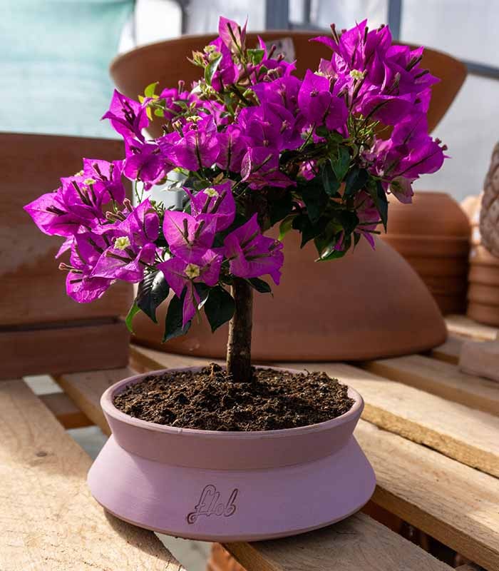 Bougainvillea