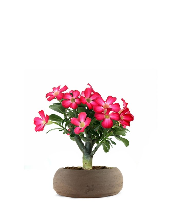 Rosa del deserto | Adenium Obesum