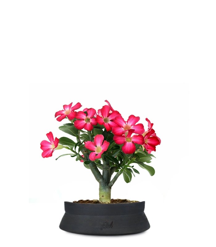 Rosa del deserto | Adenium Obesum