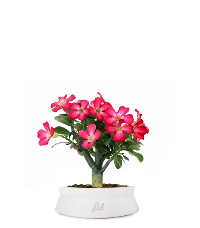 Rosa del deserto | Adenium Obesum