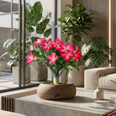 Rosa del deserto | Adenium Obesum