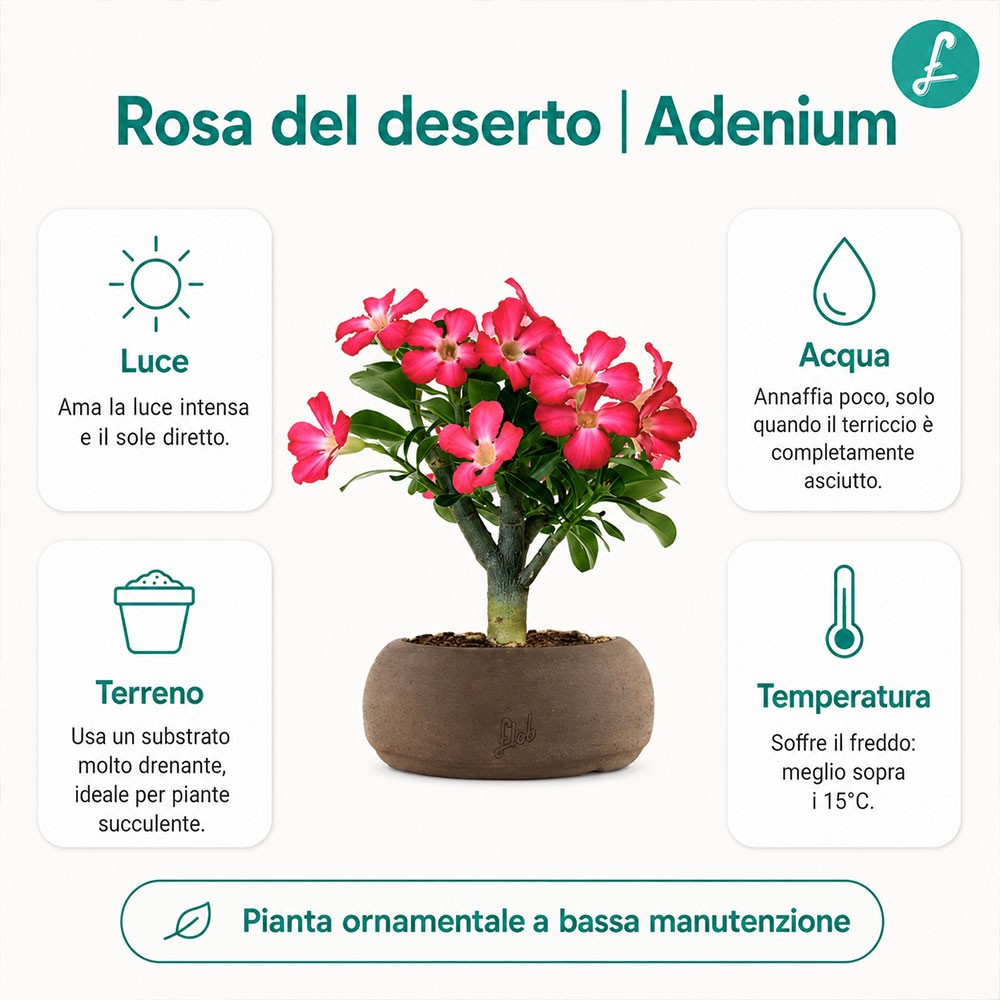Rosa del deserto | Adenium Obesum