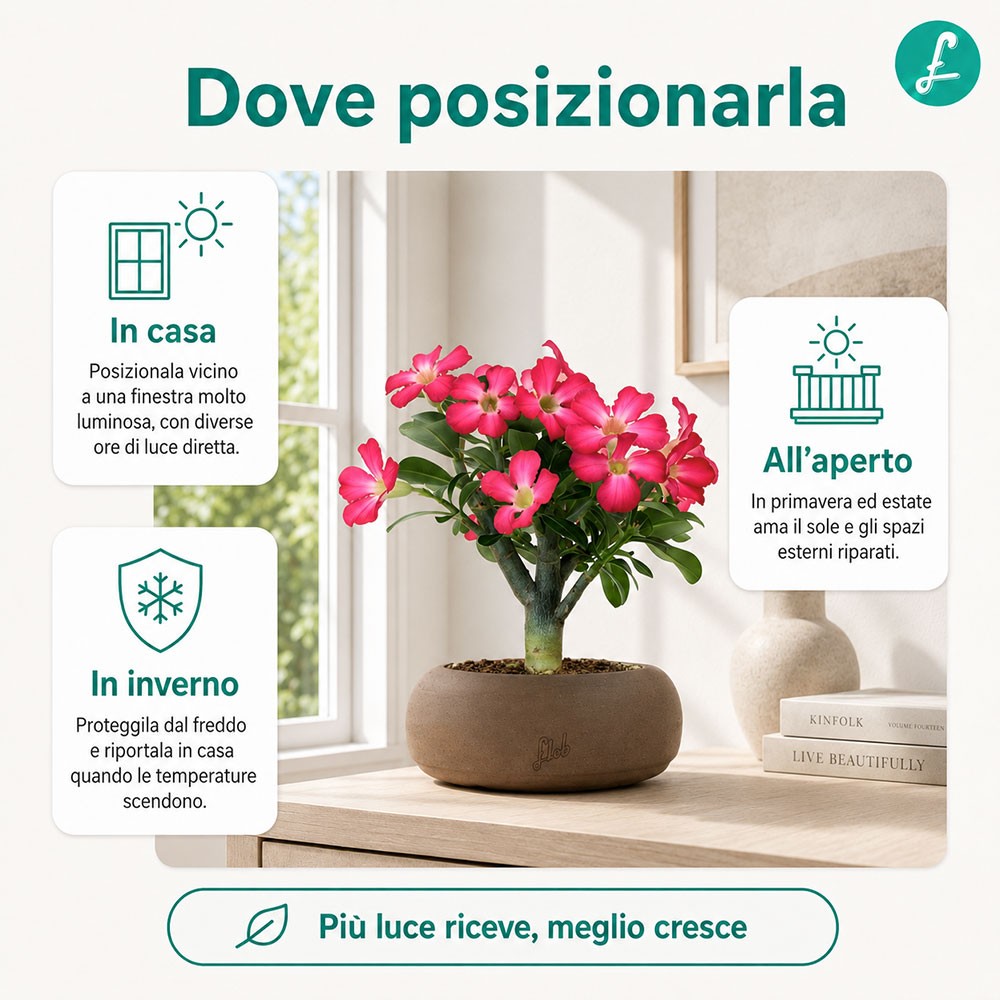 Rosa del deserto | Adenium Obesum