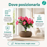 Rosa del deserto | Adenium Obesum