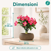 Rosa del deserto | Adenium Obesum