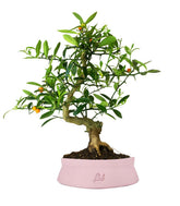 Citrus Kinzu 12 anni