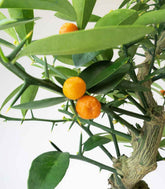 Citrus Kinzu 12 anni