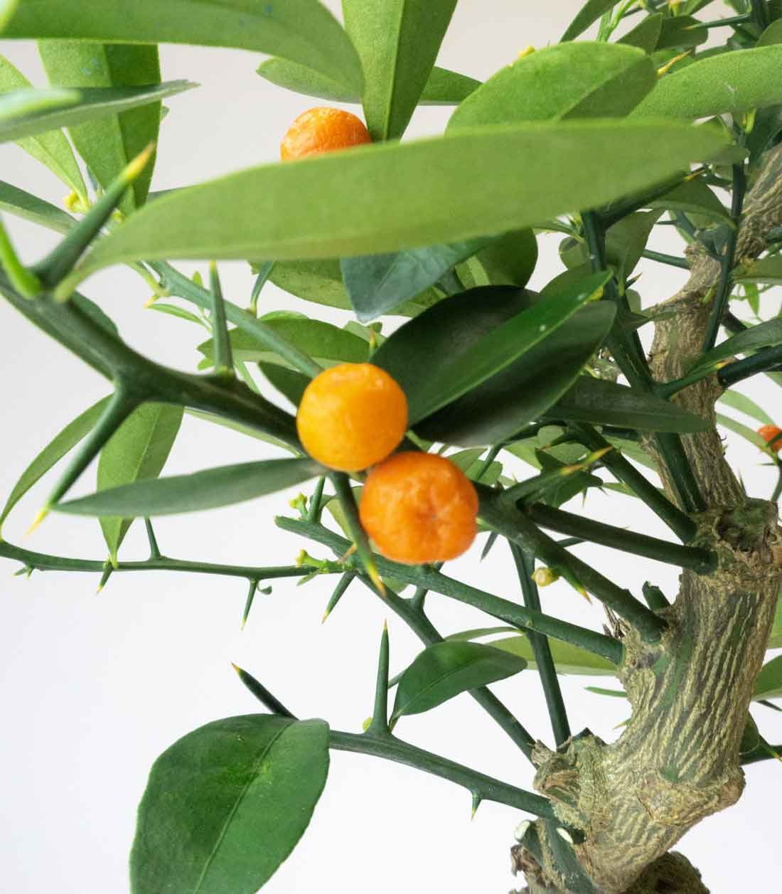 Citrus Kinzu 12 anni