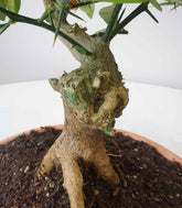 Citrus Kinzu 12 anni