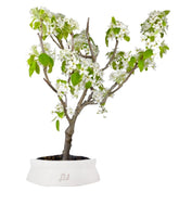 Pero bonsai