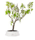 Pero bonsai