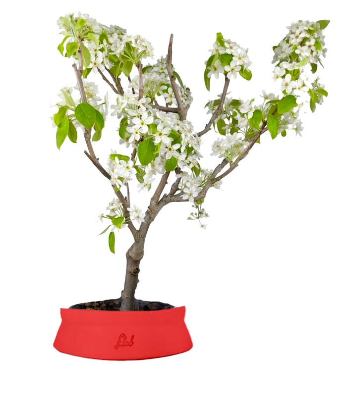 Pero bonsai
