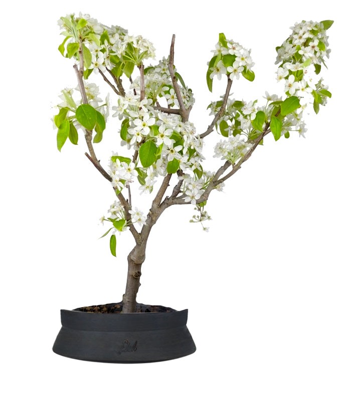 Pero bonsai