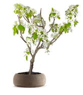 Pero bonsai