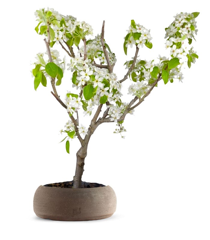 Pero bonsai