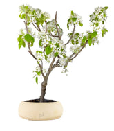 Pero bonsai