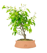 Pero bonsai