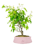 Pero bonsai