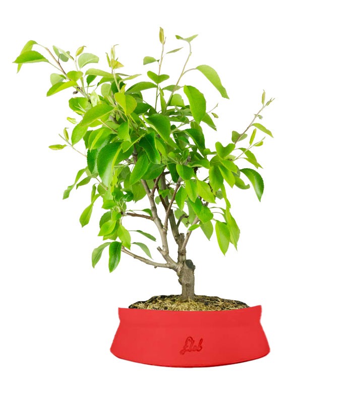 Pero bonsai