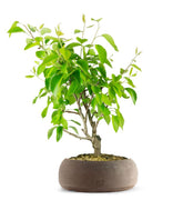 Pero bonsai