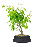 Pero bonsai