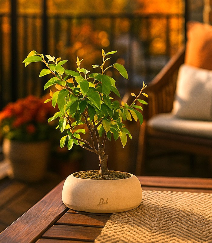 Pero bonsai