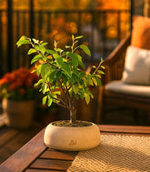 Pero bonsai