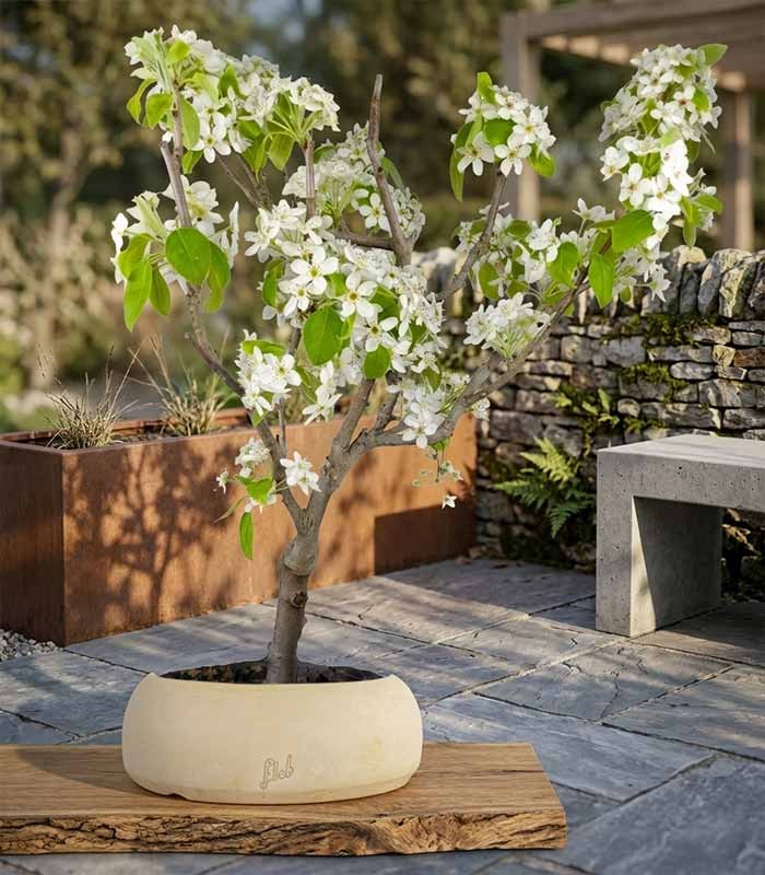 Pero bonsai