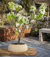 Pero bonsai