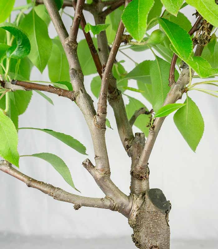 Pero bonsai