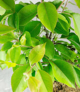 Pero bonsai