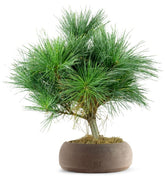 Pino Strobus Radiata bonsai – Pinus strobus ornamentale H40 cm