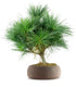 Pino Strobus Radiata bonsai – Pinus strobus ornamentale H40 cm